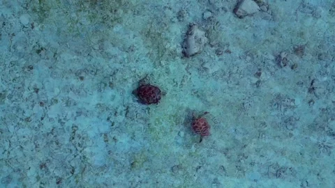 Two sea turtles swimming in clear shallow ocean water. Great aerial view drone Stock Footage 344599657