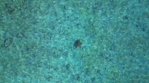 Two sea turtles swimming in clear shallow ocean water. Magic aerial view drone Stock Footage 344602024