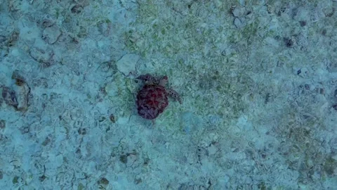 Two sea turtles swimming in clear shallow ocean water. Nice aerial view drone Stock Footage 344609332