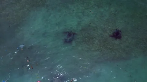 Two Sea turtles swimming in ocean plastic pollution. Great aerial view drone Stock Footage 344599312