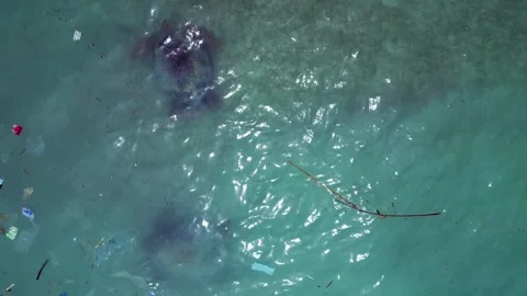 Two Sea turtles swimming in ocean plastic pollution. Magic aerial view drone Stock Footage 344603028