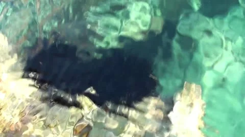 Two sea-urchins close up Stock Footage 19454330