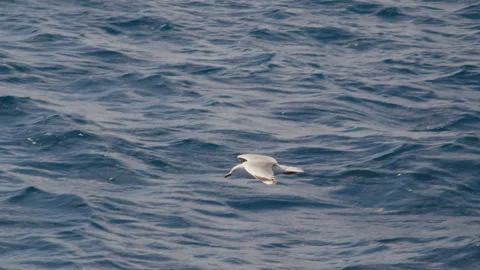 Two seabirds fly in parallel over textured ocean in soft light Stock-Footage 306856251