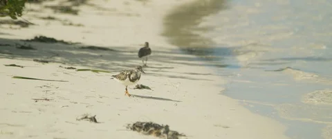 Two seabirds on the seashore Stock-Footage 102190538