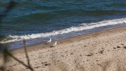 Two seagull on the beach Stock Photos