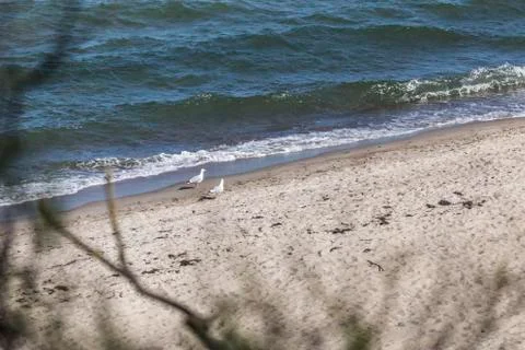 Two seagull on the beach Stock Photos