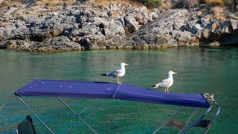 Two seagull on a boat Stock Footage 77869514