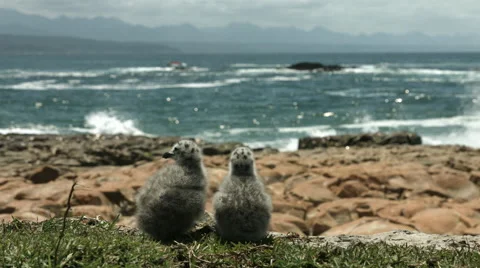 Two seagull chicks watching boat go past.  Stock Footage 58477331