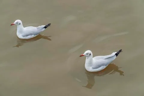 Two seagull floating on the water Stock Photos