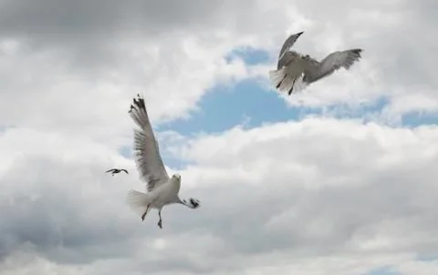 Two seagull flying in the sky Stock Photos