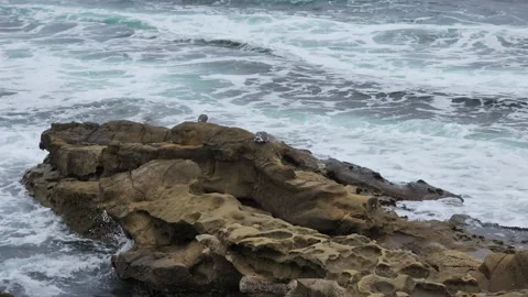 Two Seagull resting on top of rocks Stockbeeldmateriaal 202624114
