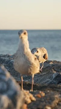 Two seagull on the rocks Stock Photos