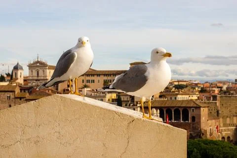 Two seagulls against the backdrop of ancient Rome Stock Photos