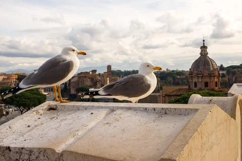 Two seagulls against the backdrop of ancient Rome Stock-Fotos