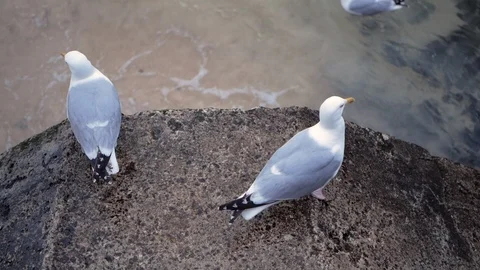 Two seagulls are standing on a concrete fence at the seashore and looking around Stock Footage 112697146
