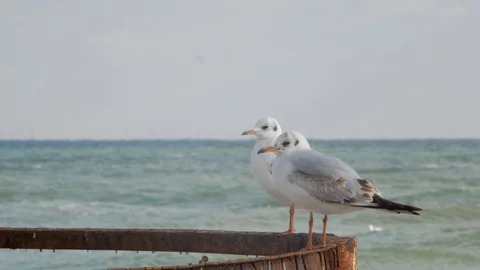 Two seagulls are standing on a rusty construction on the background of the se Stock Footage 99675228