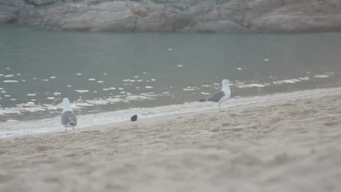 Two seagulls on the beach, 4K Stock Footage