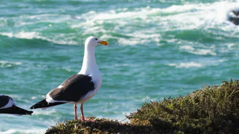 Two seagulls on the beach, close up with beautiful sea waves on background Video stock 154041475