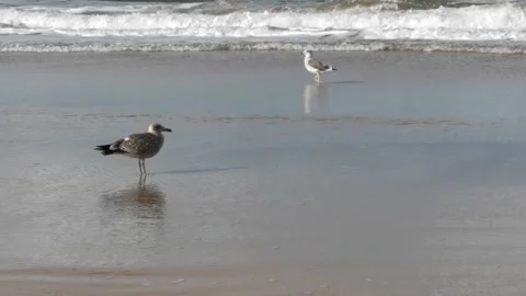 Two seagulls on the beach close to the water of the North sea Stock Footage 228620670