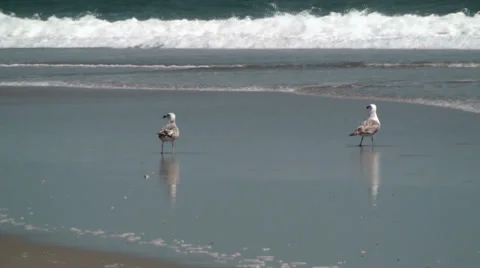 Two seagulls on the beach Stock Footage 32789325