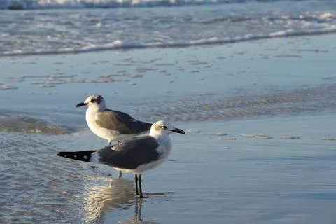 Two Seagulls on the beach looking at different direction. Copy space. Stock Photos