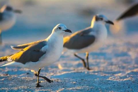 Two seagulls at beach Fotos Stock