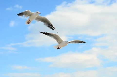 Two Seagulls in the blue sky. Stock Photos