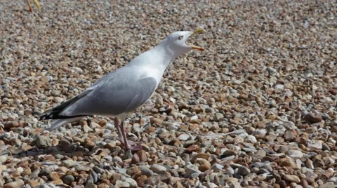 Two seagulls on a British pebble beach on Dorset coast Stockbeeldmateriaal 62322390