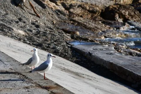 Two Seagulls in Cannes Stock Photos