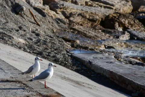 Two Seagulls in Cannes Stock Photos