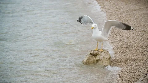 Two seagulls changing places on the rock in slow motion. Video stock 202320828