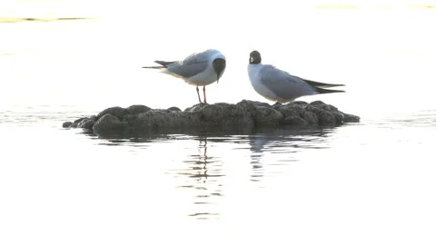 Two seagulls clean their feathers on a stone that stands out from the water 스톡 동영상 103865620