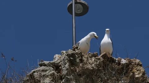 Two seagulls on a cliff edge against blue sky Stock Footage 118358802