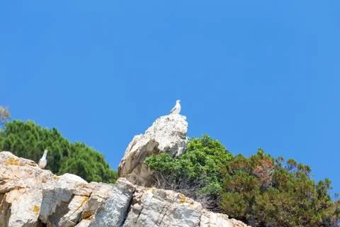 Two seagulls on the cliff Stock Photos