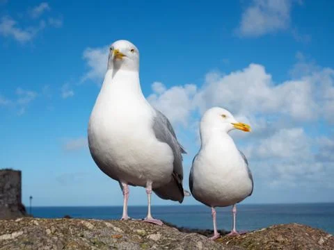 Two seagulls close up Photos