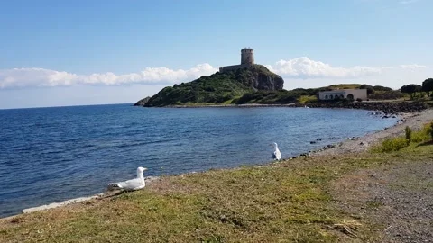 Two seagulls in the coast of Nora, Sardinian old town Stock Footage 201779604
