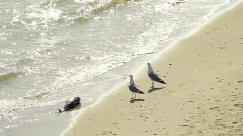 Two seagulls discuss how to eat a dead dolphin Stock Footage 244875140