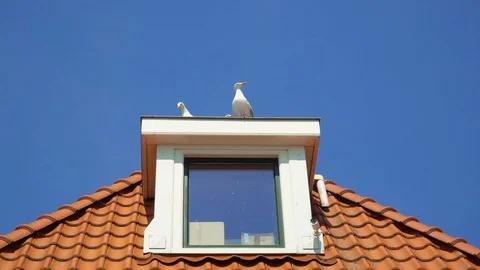 Two seagulls at a dormer window on the top of a roof in Volendam, Netherlands Stock Footage 116193634