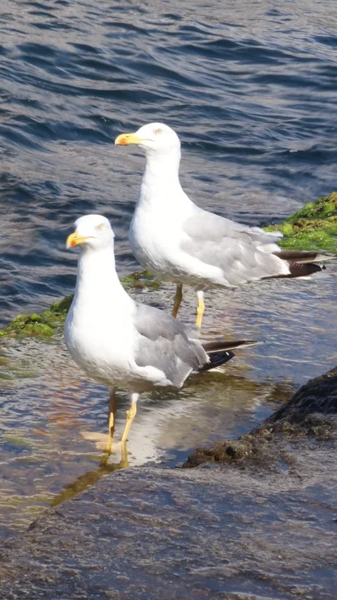 Two seagulls on Eminonu beach Stock Footage 282734684