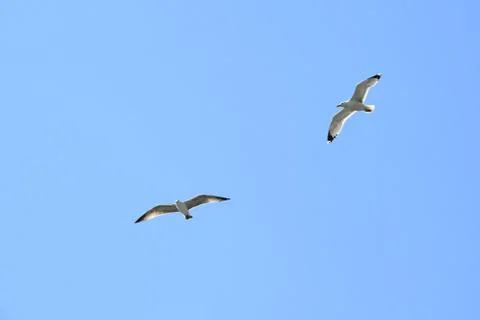 Two seagulls in flight Stock Photos