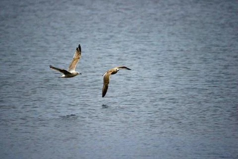 Two seagulls in flight Foto stock