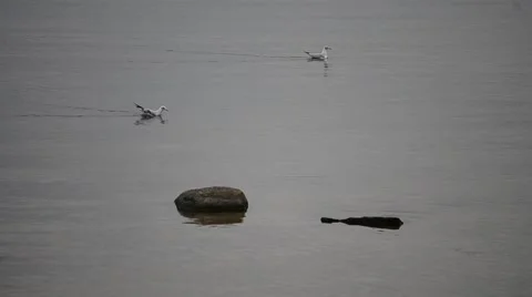 Two seagulls float on water Stock Footage 69071777