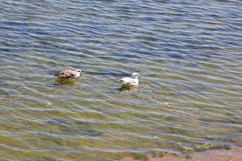 Two seagulls floating peacefully on rippling clear shallow water Stock Photos