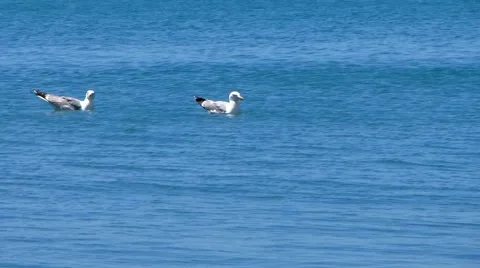 Two seagulls floating on sea, one opening beak Stock Footage 52370799