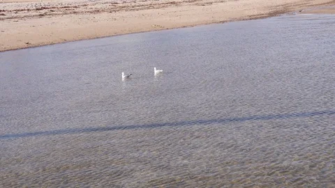 Two seagulls floating on water at the beach Stock Footage