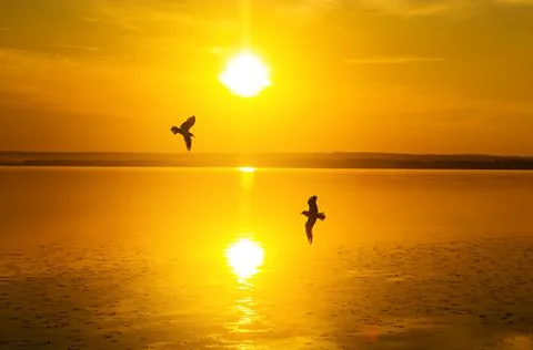 Two seagulls fly against the backdrop of the setting sun Stock Photos