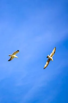 Two seagulls fly against a background of blue sky Stock Photos