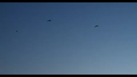Two seagulls fly free in the sky at the sunset. 库存影片 275011768