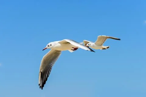 Two seagulls in fly Stock Photos
