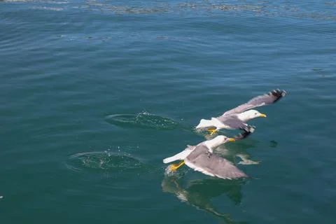 Two Seagulls Fly from the Water Creating a little water drops and splash Stock Photos